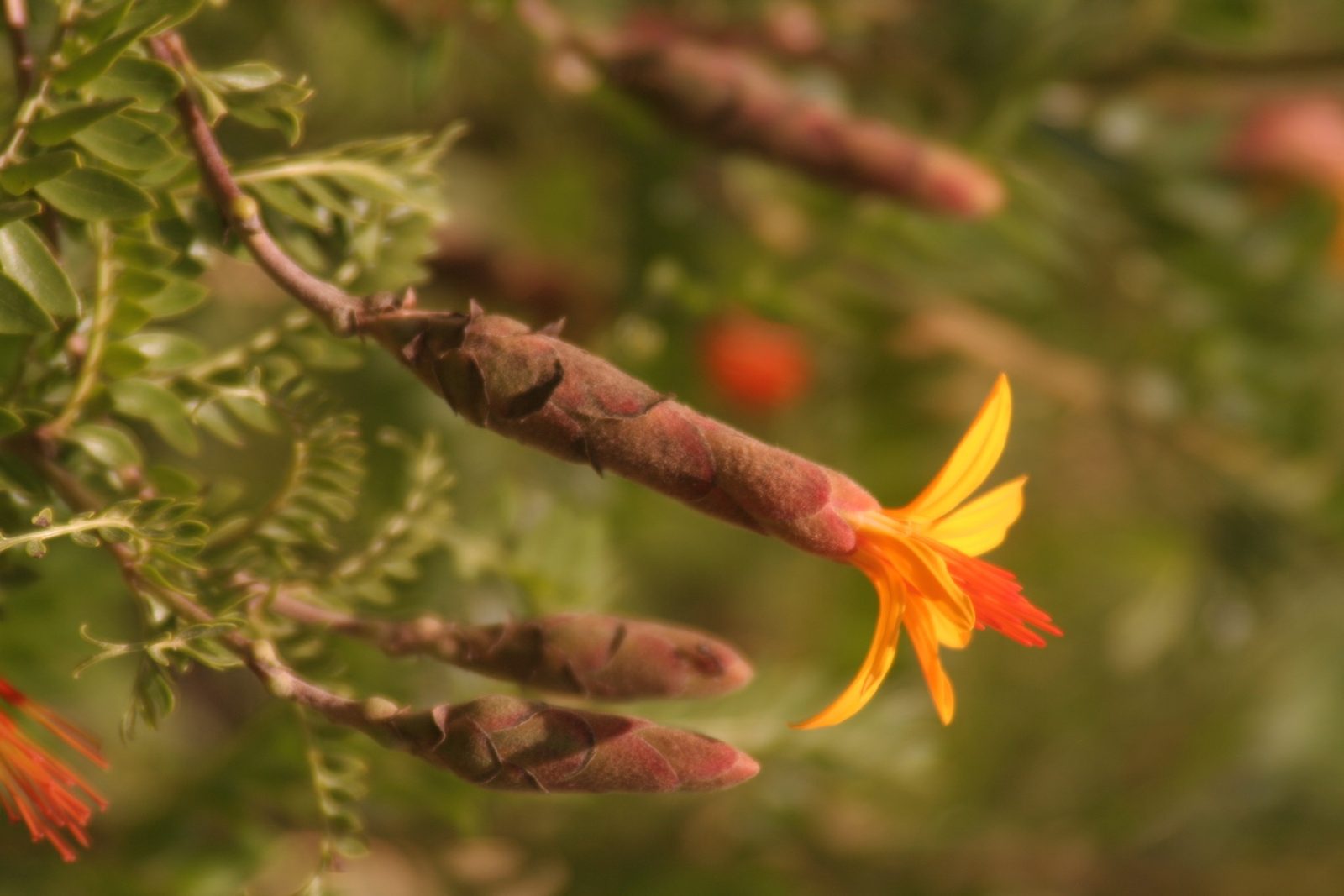 Plantas medicinales en el camino Choquepata - Tipón